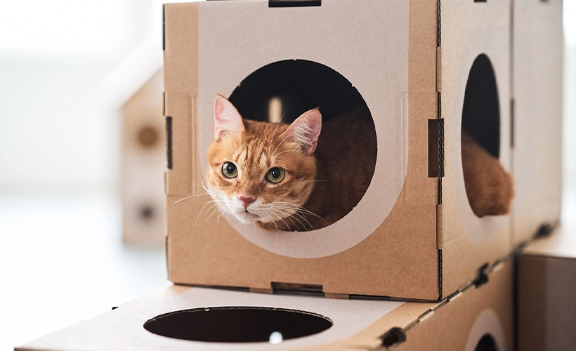 Виды картонных коробок для кошек