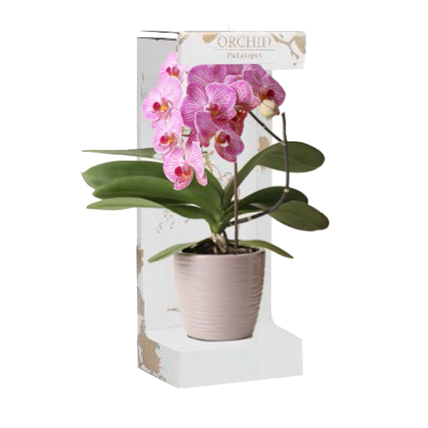 Нестандартная коробка для орхидеи